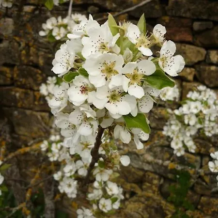 בית נופש La Au Fond Du Jardin Montrodat